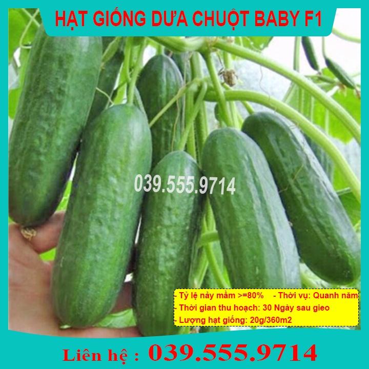 Hạt Giống Dưa Chuột Chùm Baby - Dưa Siệu Quả