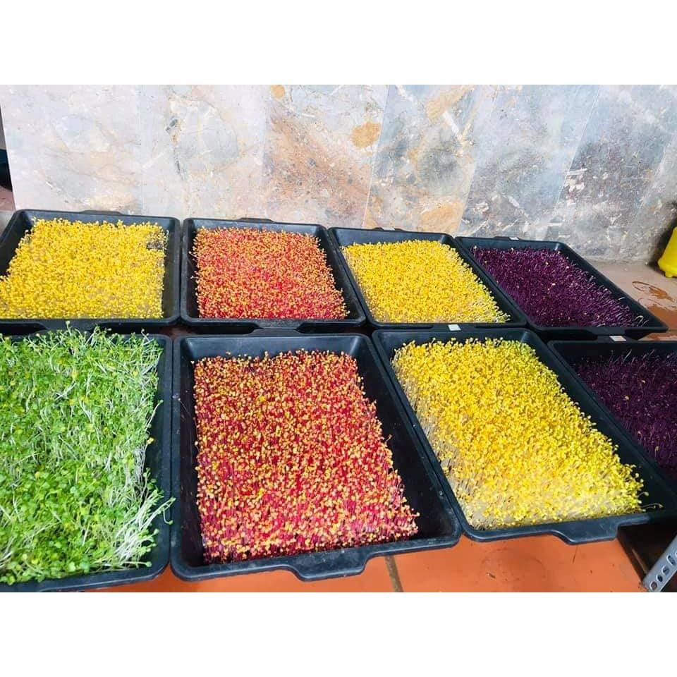 10 Khay trồng đen rau mầm tiện dụng loại to đẹp - Nhà Vừng