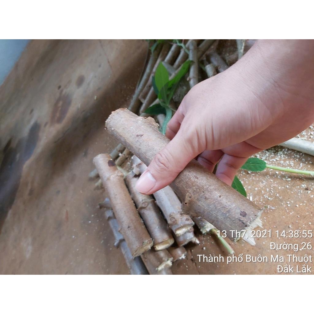 3 KG GIỐNG KHOAI MÌ RUỘT VÀNG DẺO THÁI LAN .