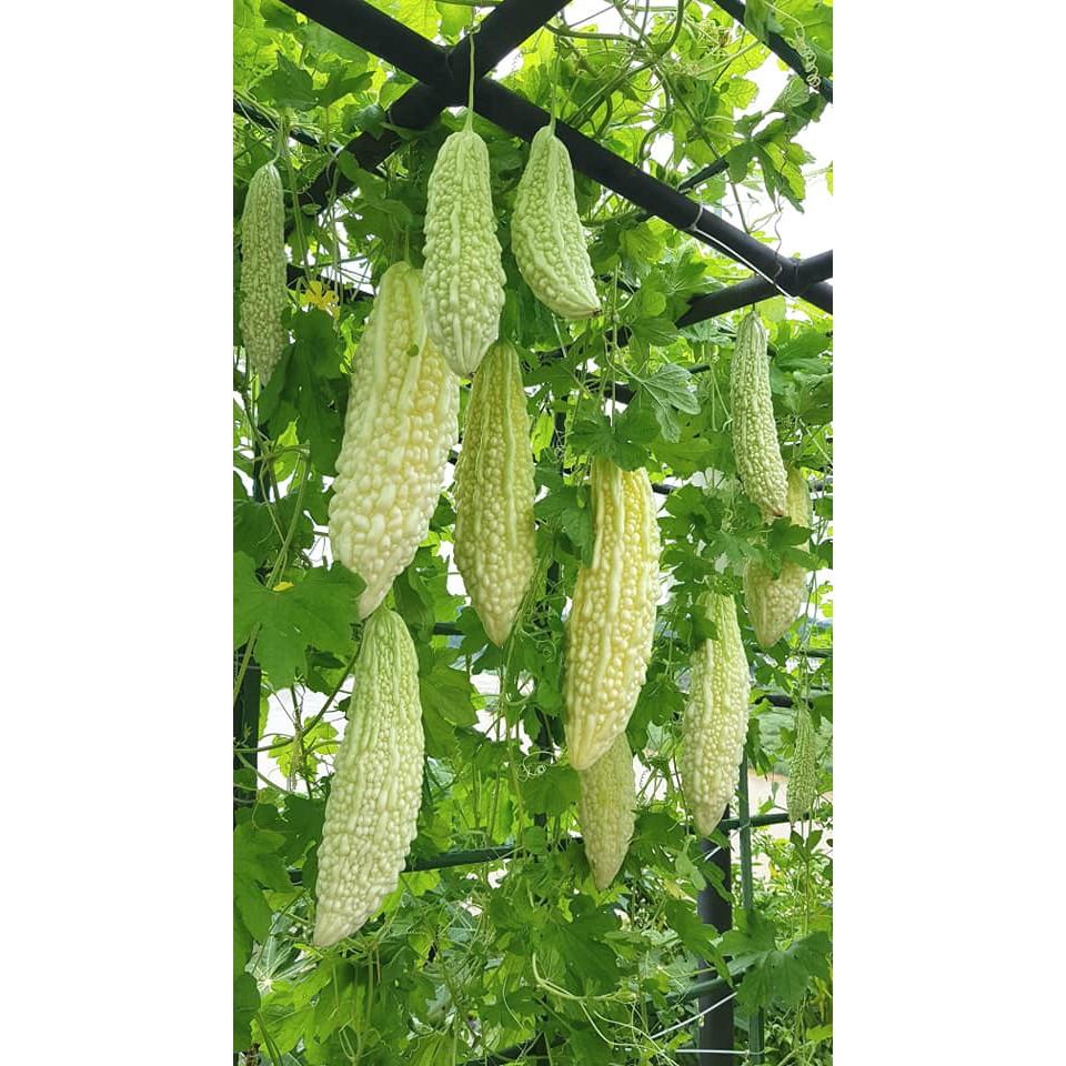 Hạt giống Khổ qua bạch tuyết 5 hạt/gói - Loại quả rất tốt cho sức khỏe