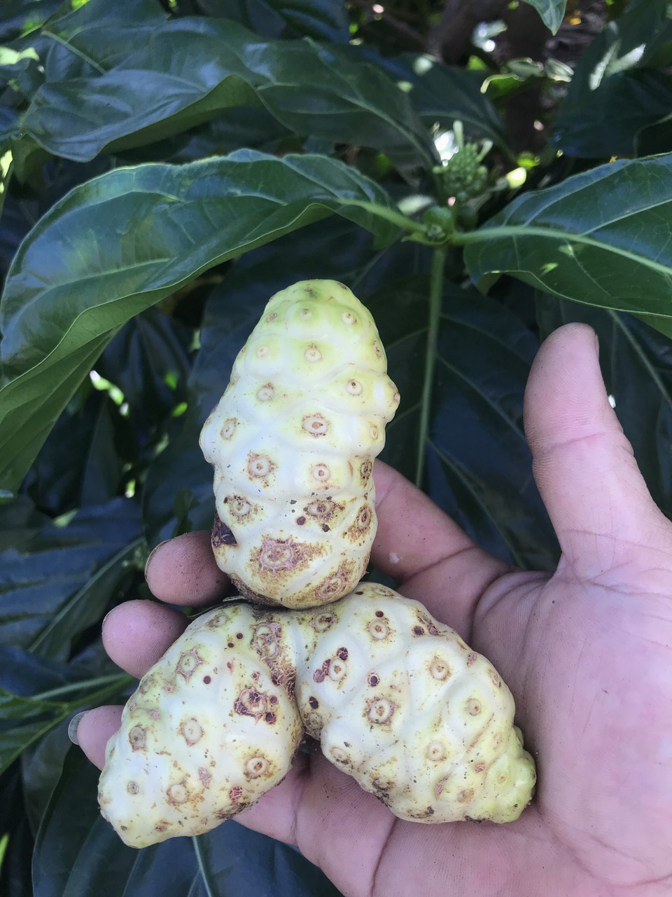Bột Trái Nhàu 200g