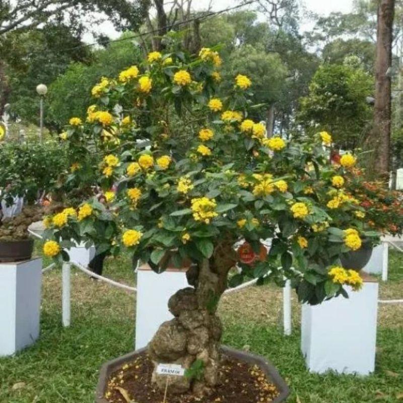 phôi hoa ngũ sắc chơi bonsai đỉnh cao hoa bao đẹp