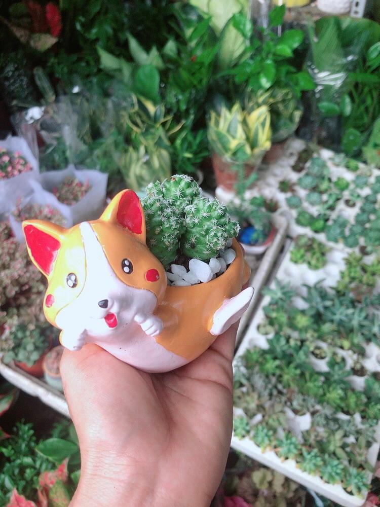 Chậu Xương Rồng Trứng Chim