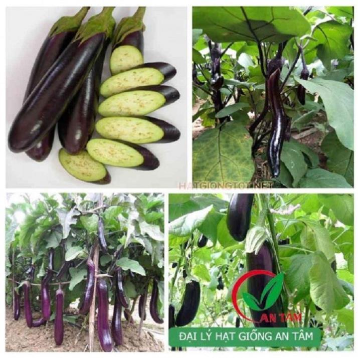 NGUYÊN CHẬU CÂY GIỐNG CÂY CÀ TÍM DÀI