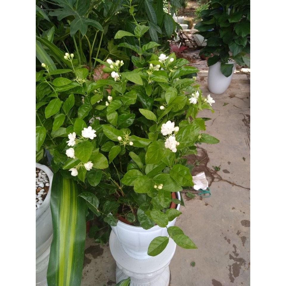 CÂY HOA NHÀI- HOA LÀI TA SIÊU ĐẸP, THƠM MÁT