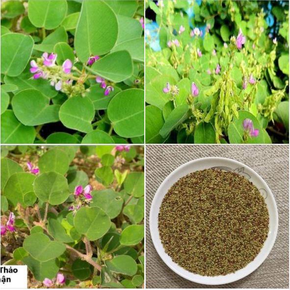Hạt giống cây Kim tiền thảo,cây dược liệu_gói 50 hạt/tặng kèm gói phân bón lót