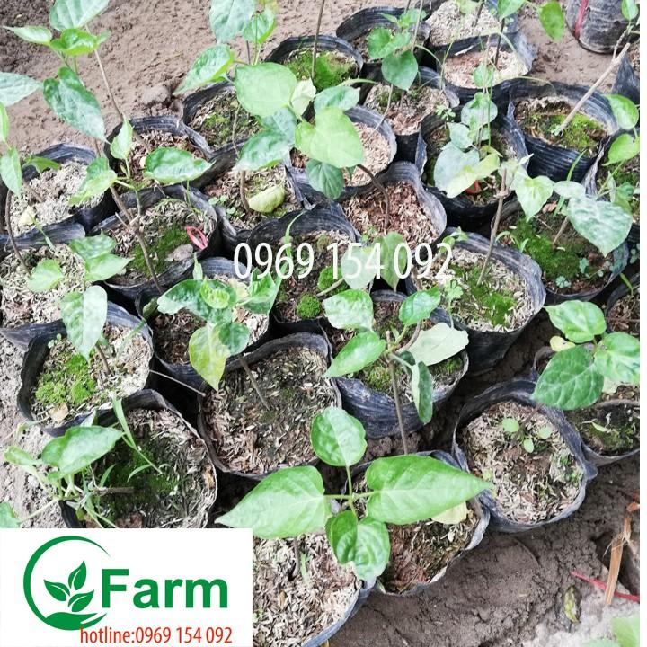 Cây giống hoa. thiên lý cây đẹp chuẩn giống