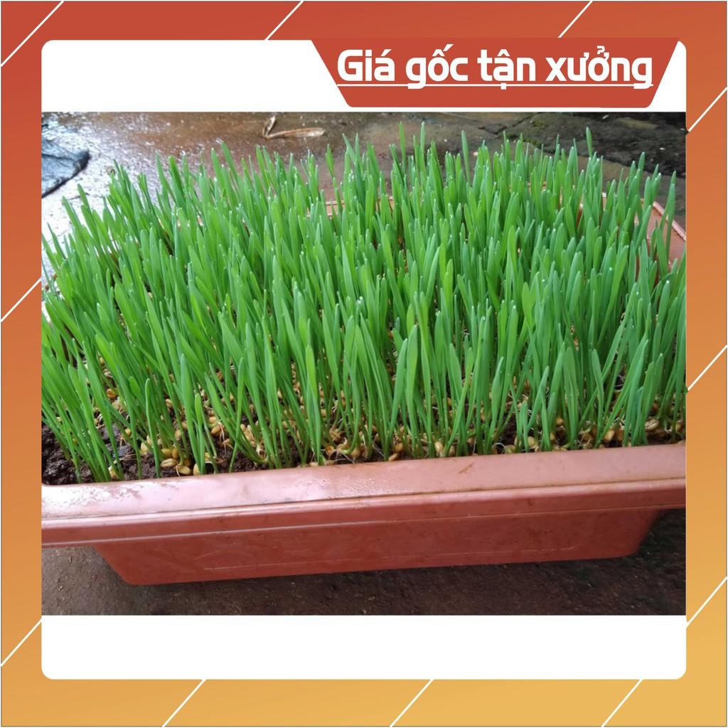 Hạt Giống Cỏ Lúa Mì Dễ Trông, Thơm Ngon Gói 100gr