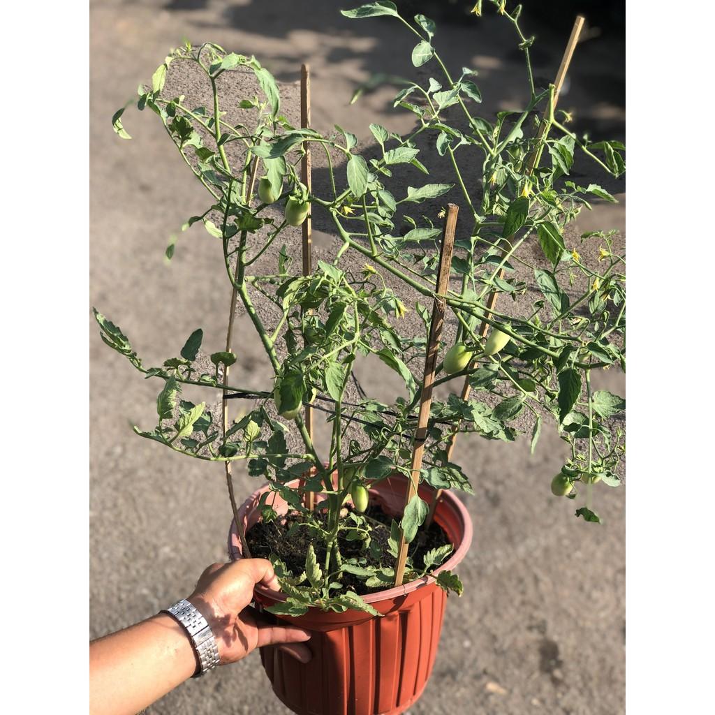 Chậu cây cà chua bi
