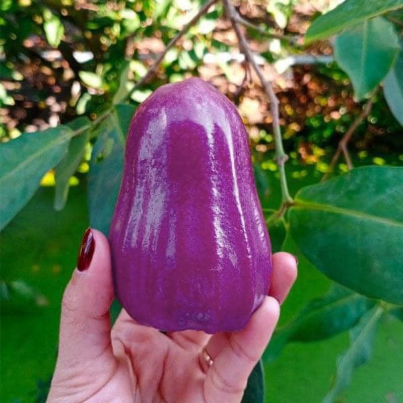 Achetez des plants de prunier violet à fruits précoces (super bon arbre) chez Highland Agricultural Products |  Tiki