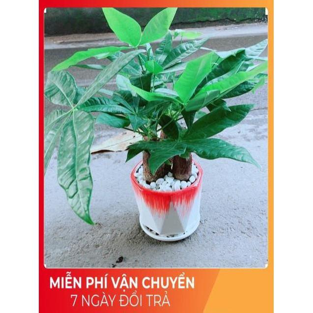 Chậu Kim Ngân 3 Thân Lớn