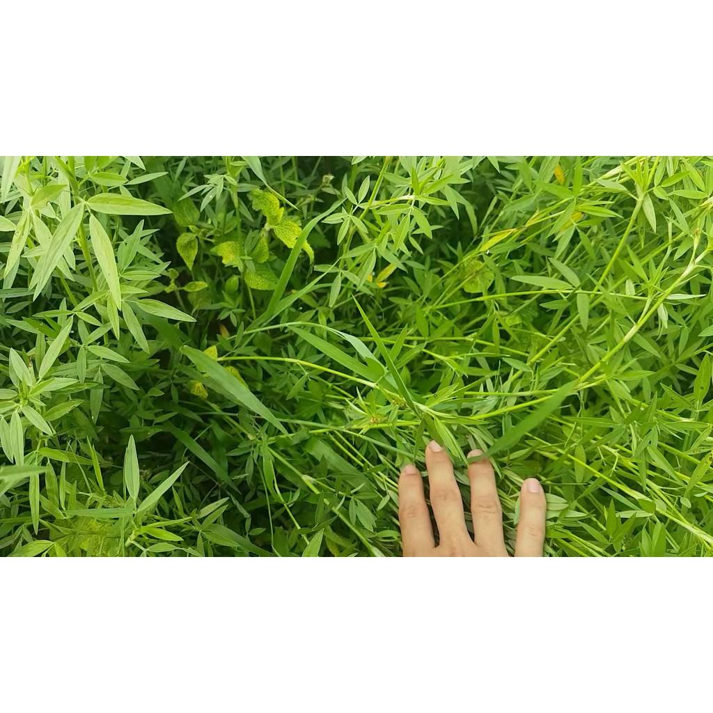 Hạt Cỏ Chăn Nuôi Stylo - Cỏ Họ Đậu - Gói 500g - Cỏ Chăn Nuôi