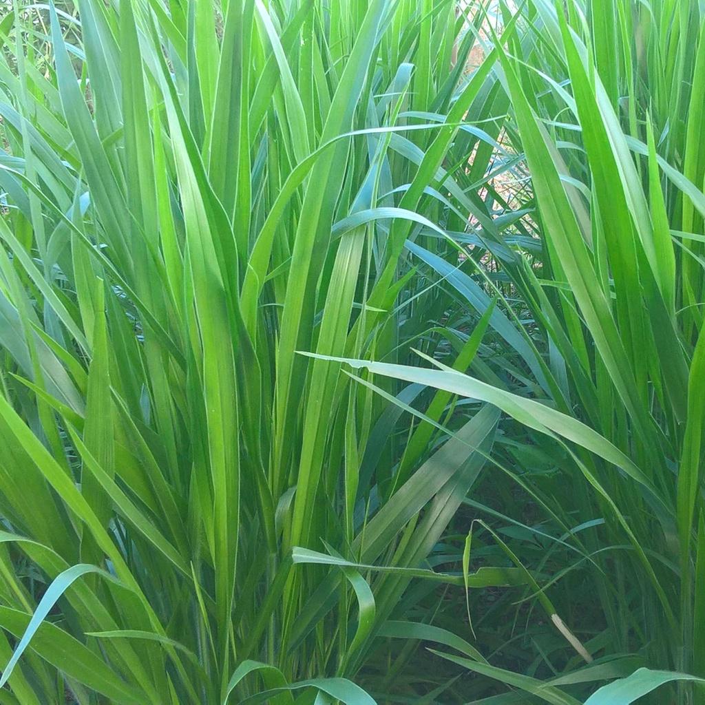 Giống Cỏ Mulato II - Giống Cỏ Chăn Nuôi Năng Suất Cao Chịu Hạn, Chịu Lạnh Tốt