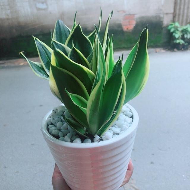 Chậu Cây Lưỡi Hổ