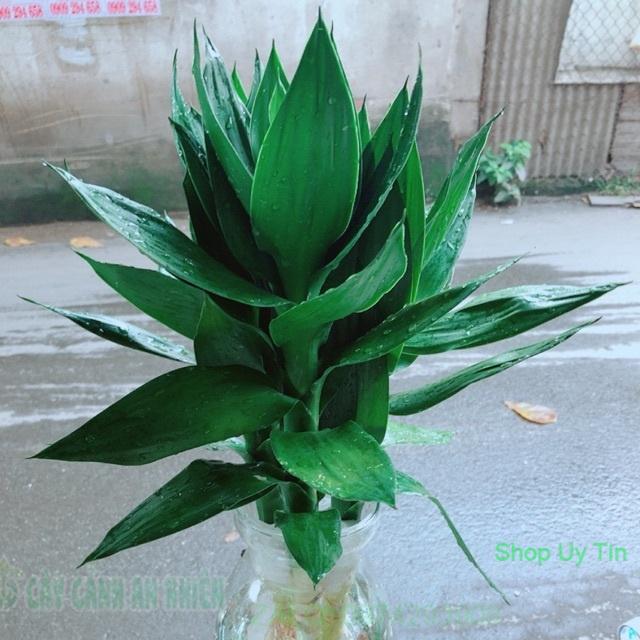 Chậu Trúc Phát Tài Thuỷ Sinh