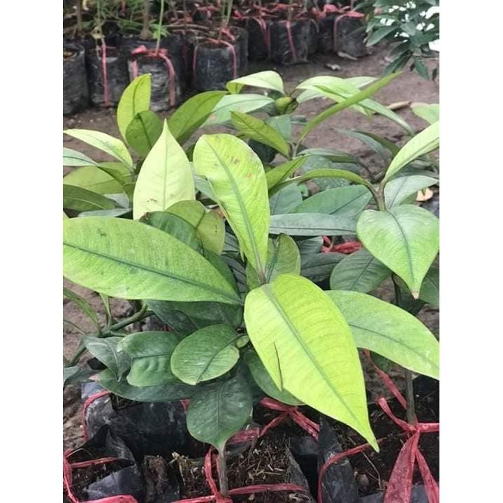 CÂY GIỐNG MĂNG CỤT .