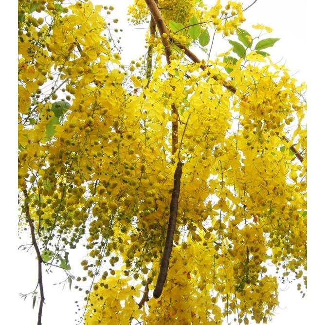 Hạt giống hoa muông hoàng yến  - Gói 20 hạt