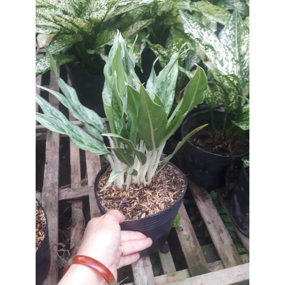 Cây giữ tiền