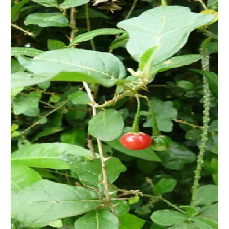 Bộ 5 gói hạt giống cây cà gai leo