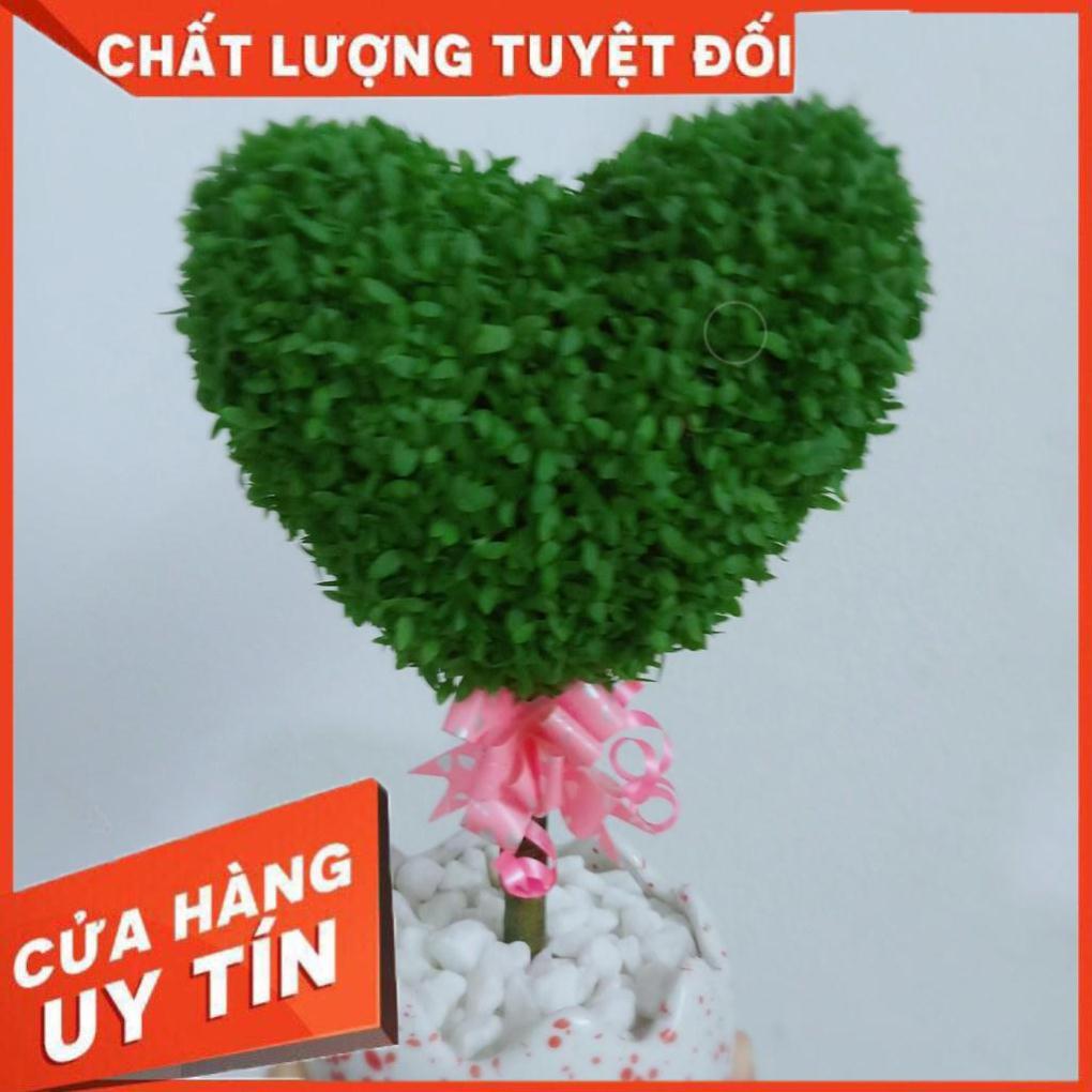 Chậu cây may mắn trái tim Nhiều Người Mua