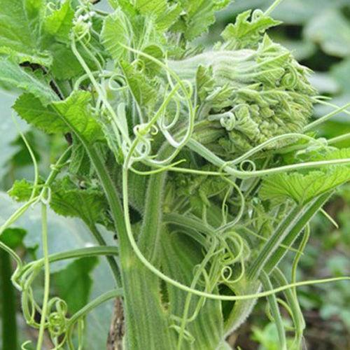HẠT GIỐNG BÍ NGỌN cao sản