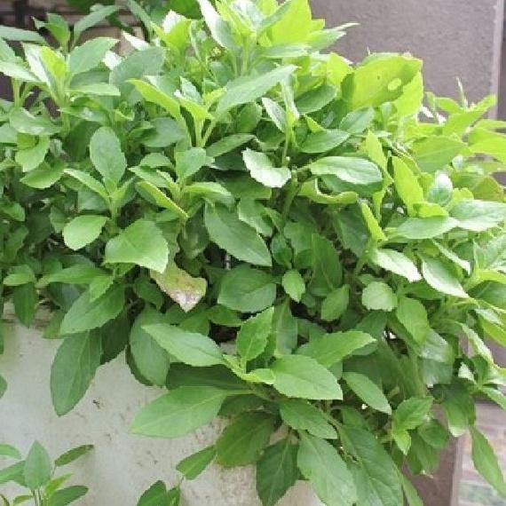 Hạt giống rau đay xanh/gói 20 gram-tặng kèm gói phân bón lót