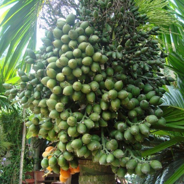 Cây giống CAU LÙN - Cây giống chuẩn F1