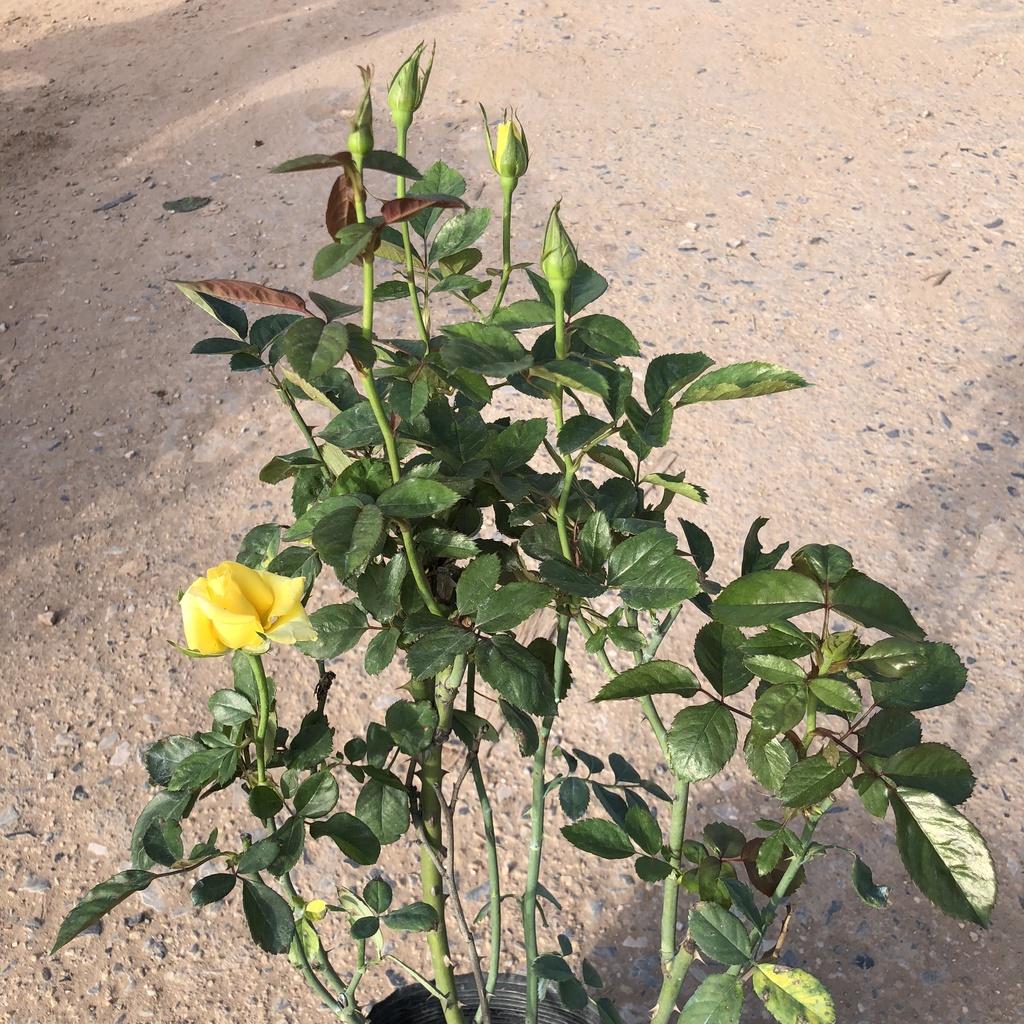 Cây hồng tỉ muội vàng, cao 50cm sai hoa hương thơm dễ chịu gốc to chắc khỏe thích hợp trang trí sân vườn