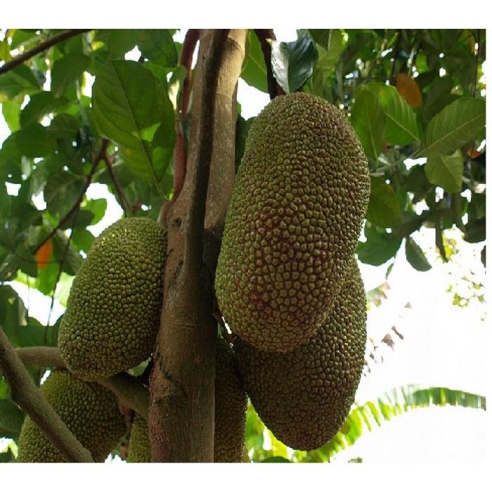 Cây giống mít không hạt khổng lồ dòng F1