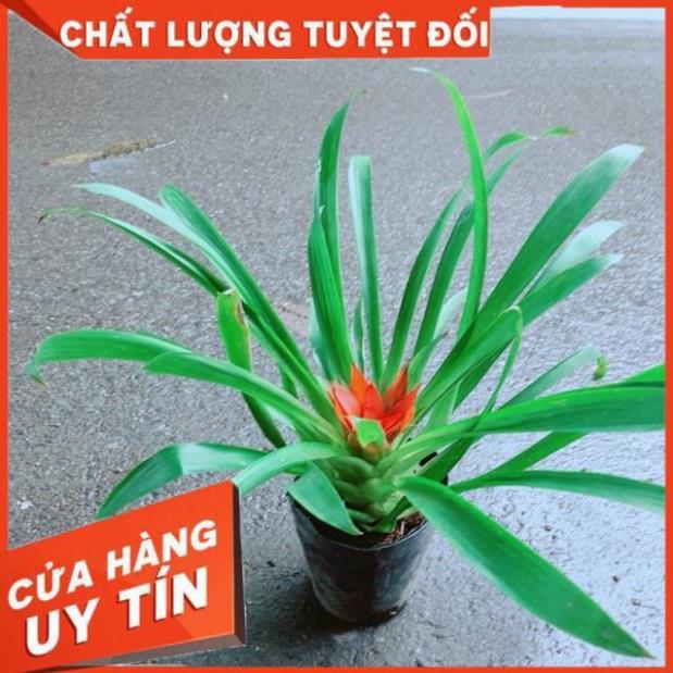 Phong Lộc Hoa