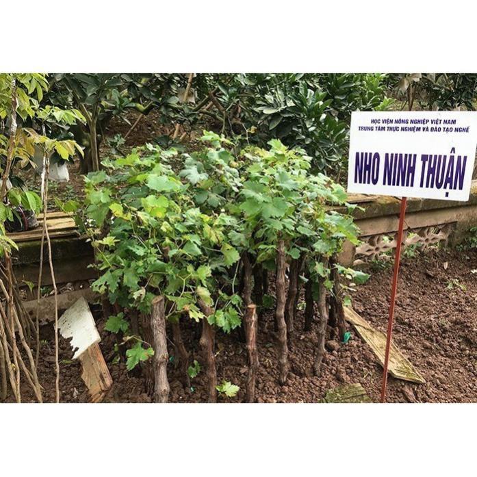 Cây Giống Nho, Chống Chịu Tốt, Cho Năng Suất Cao, Dễ Trồng