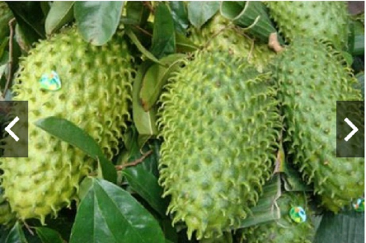 1Kg Trà mãng cầu Xiêm - Bếp Ấm