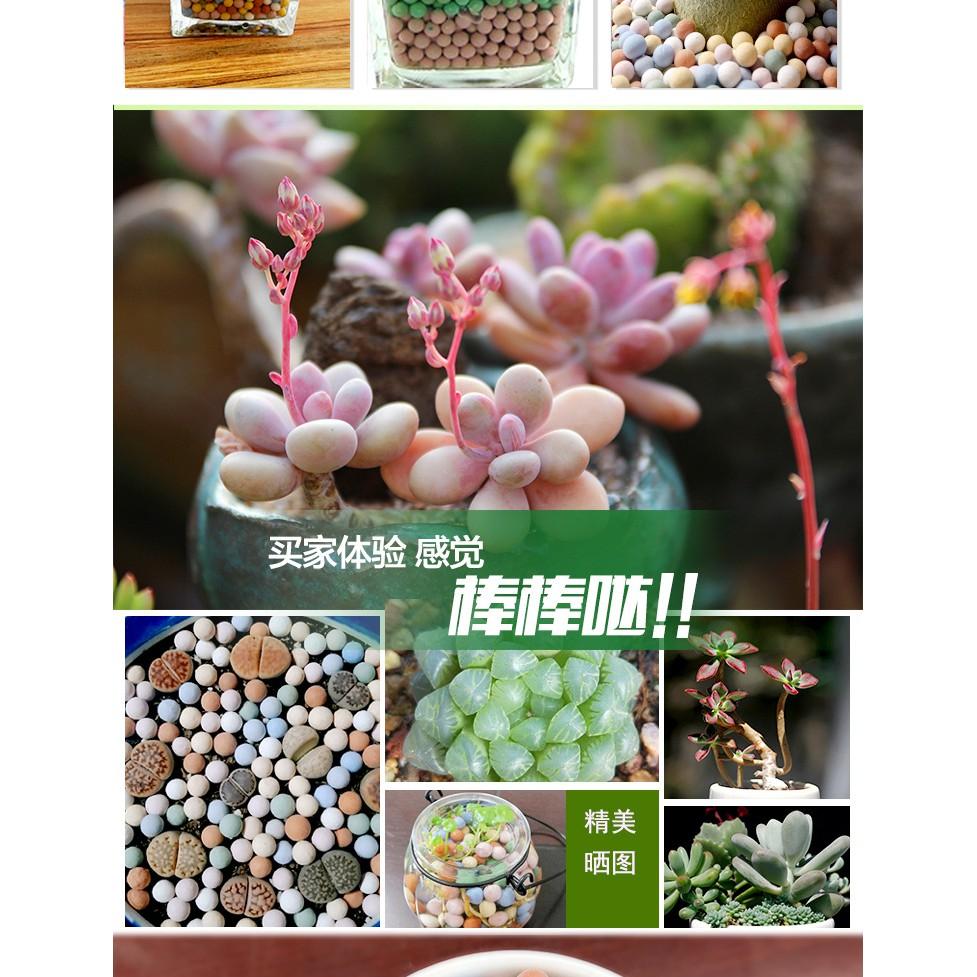 Khoáng Viên BEEBALL dành cho tép cảnh -Khoáng tép