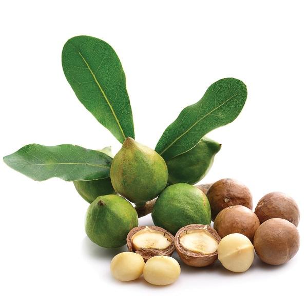 Cây MẮC CA, cây giống mắc ca gieo hạt