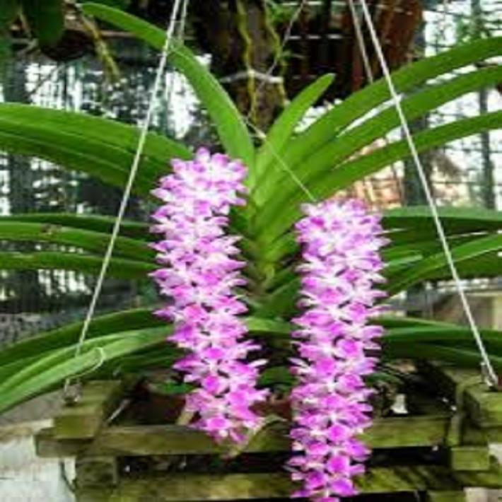 Hoa lan giáng hương đuôi cáo+ 700g phân thỏ hữu cơ