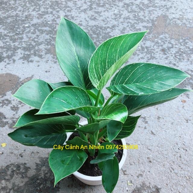 Chậu Trầu Bà Hoàng Kim