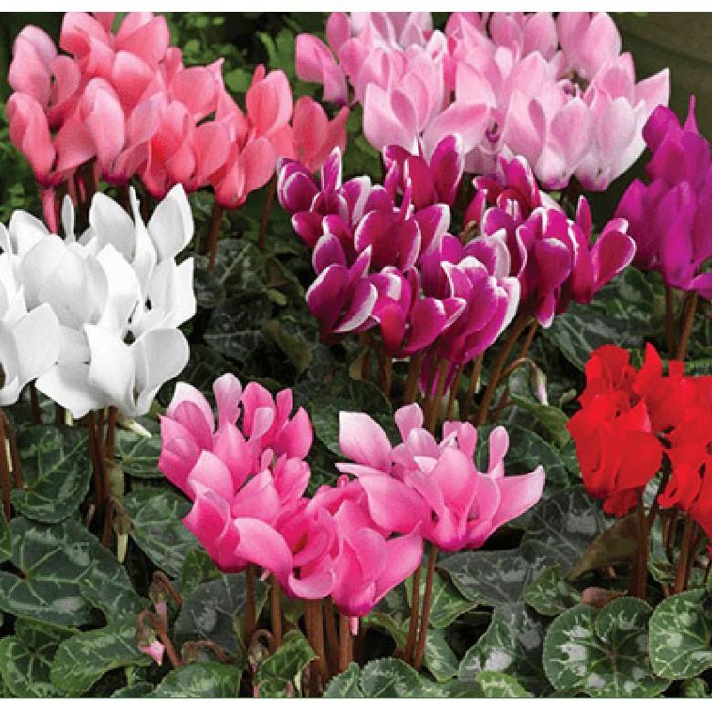 Hạt Giống Hoa Anh Thảo Mix Nhiều Màu - 5 hạt/gói