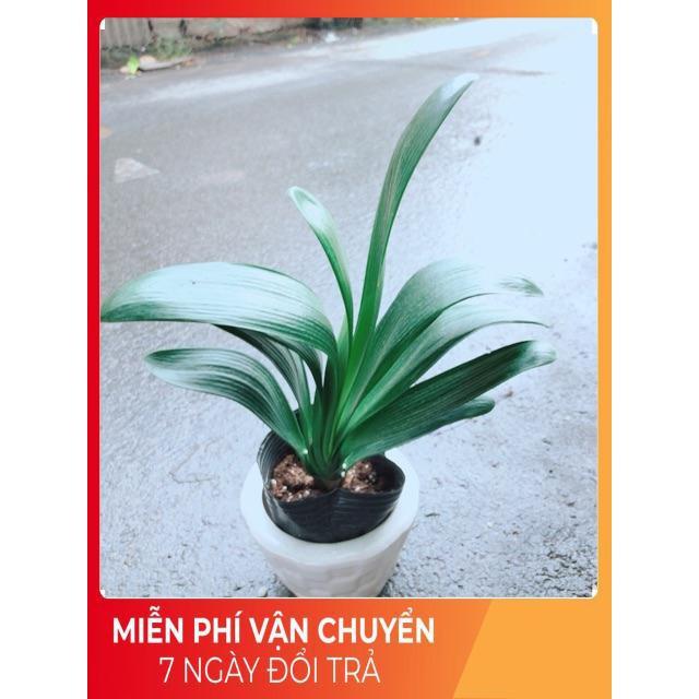 Chậu Lan Quân Tử