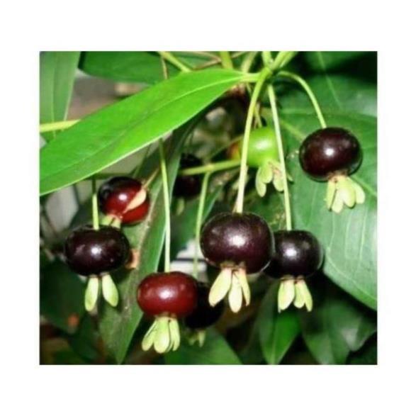 Cây cherry Brazil