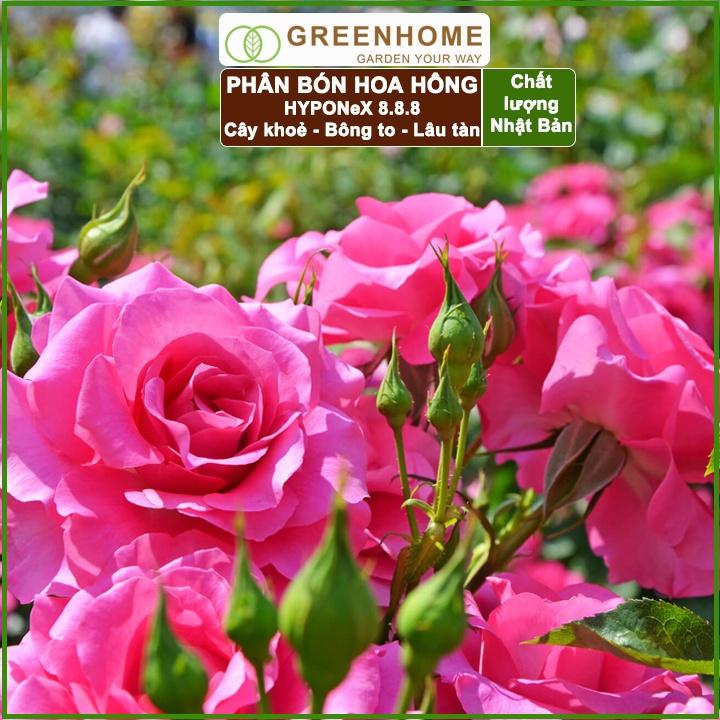 Hộp 30 viên Phân bón chuyên Hoa hồng giúp thân to khoẻ, nhiều chồi,hoa to, lâu tàn Hyponex 8.8.8-Nhật Bản