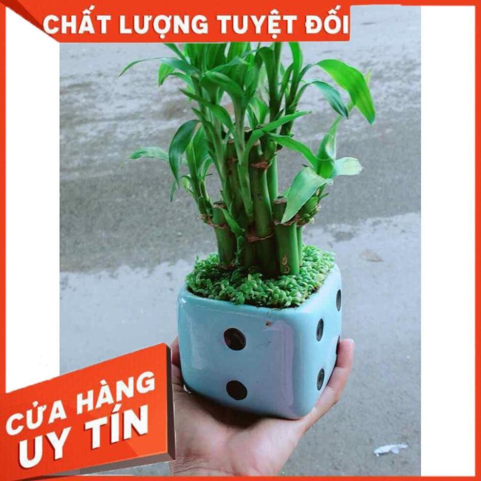 Chậu Trúc Phát Tài Nhiều Người Mua