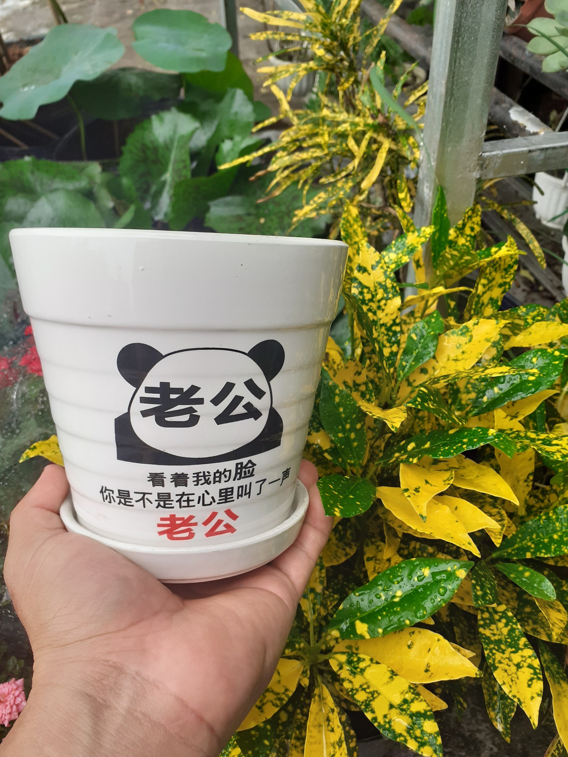 Chậu sứ tròn kèm dĩa trắng gấu panda kung fu