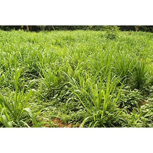 Hạt giống cỏ Mulato II - Cỏ Sả Dinh Dưỡng