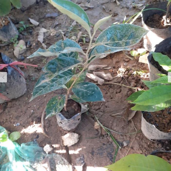 Combo 3 nhót ngọt - giống F1