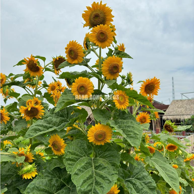 Hạt giống Hoa Hướng Dương Tháp Rd 916 (2g~80 hạt) thân cao, bông nhiều - Hạt giống Rạng Đông