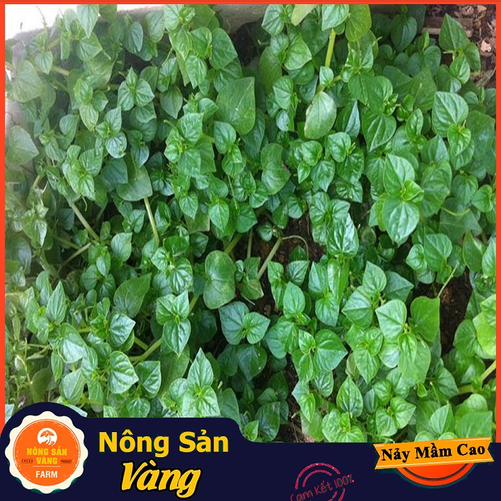 Hạt giống Rau Càng Cua - Nông Sản Vàng