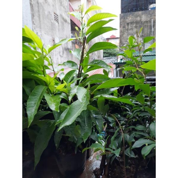 CÂY HOA NGỌC LAN TRẮNG