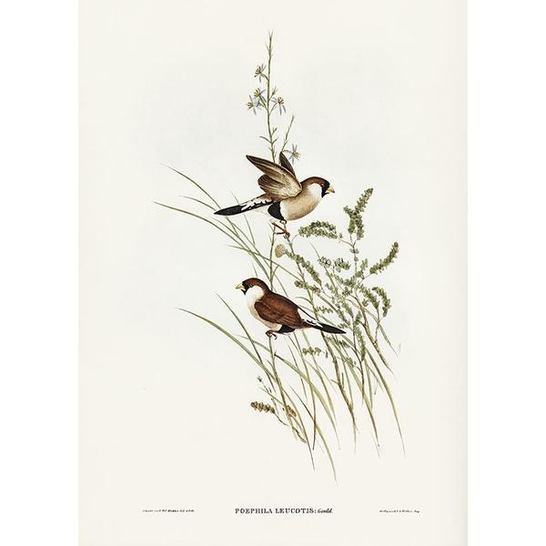 Tranh canvas vintage - Chim di (Poephila leucotis) - BVT-80