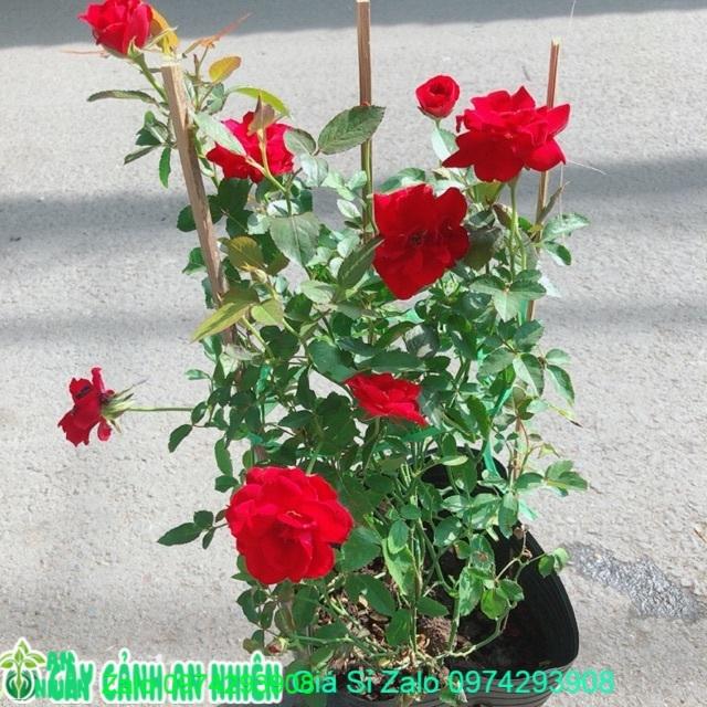 Hoa Hồng Siêu Nụ