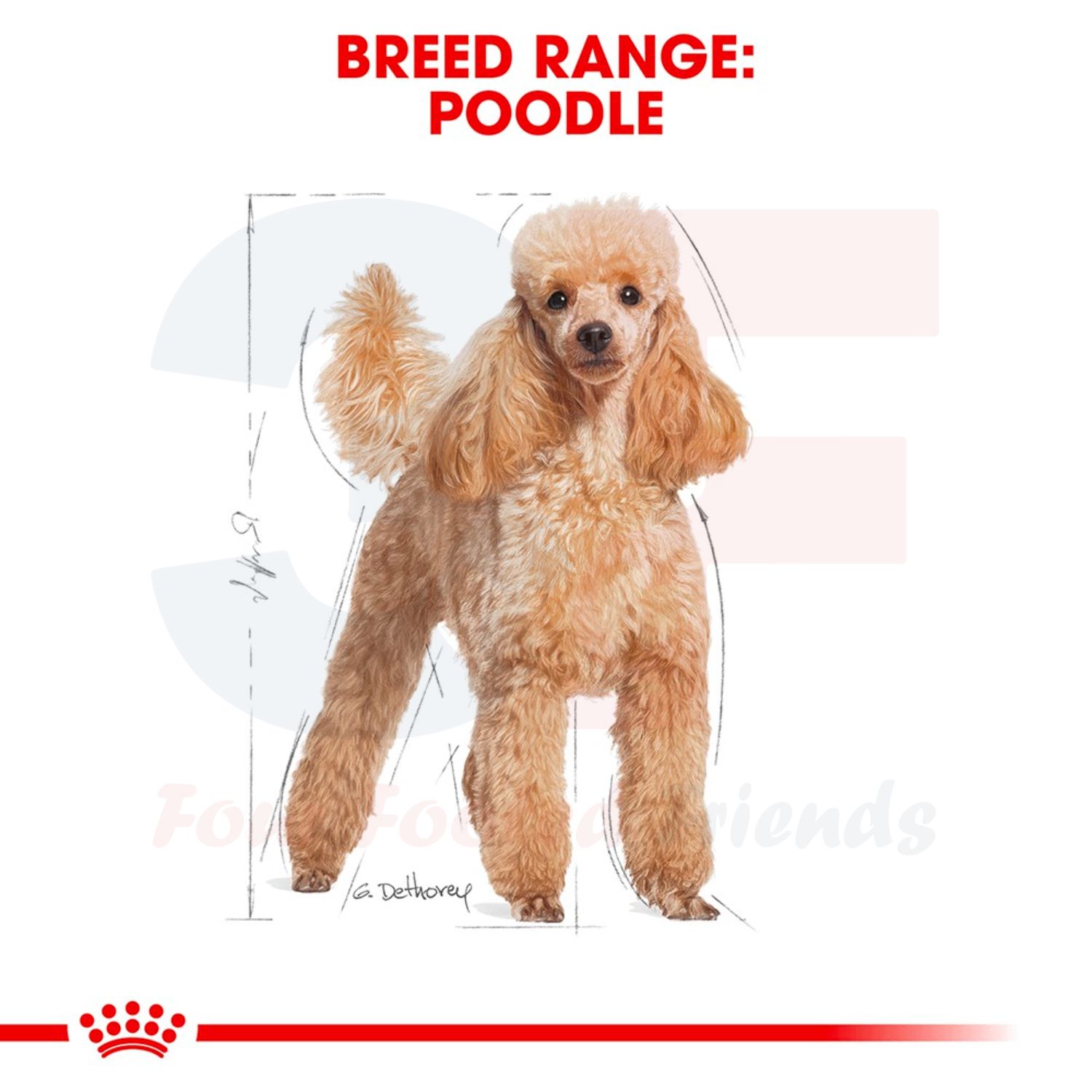 Thức Ăn Hạt Cho Chó Pooldle Trưởng Thành Royal Canin Poodle Adult